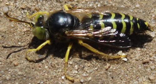 Réf. 261 233 : Bembix rostrata